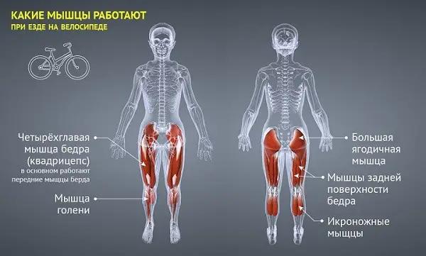 které svalové skupiny pracují při jízdě na kole