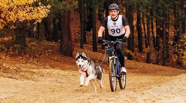 Jak přepravovat psa na kole: nejlepší způsoby